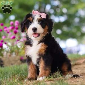 Maggie May, Mini Bernedoodle Puppy